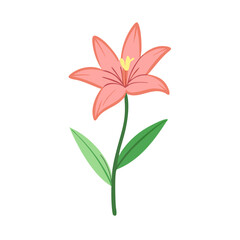 Stylized Pink Lily Flower Illustration on Black Background