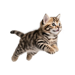 Fototapeta premium bengal cat transparent
