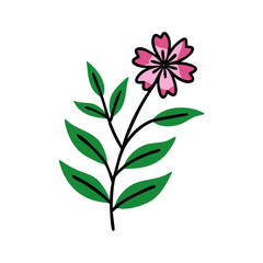 Pink flower and leaves on a black background
