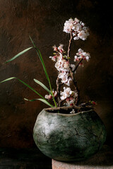 Blooming Cherry Blossom in Rustic Pot