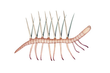 ハルキゲニア　カンブリア紀の古生代生物　水彩 イラスト