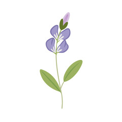 Purple Lupine Flower Isolated on Black Background Illustration