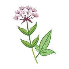 Cartoon Valerian Flower with Leaves Illustration on Black