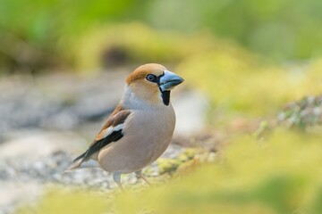 A male hawfinch sits on the ground. Beautuful closeup portrait of a hawfinch male. (Coccothraustes coccothraustes) Wildlife scene from nature.