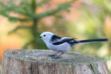 A cute long tailed tit sits on tree stump. Portrait of a long tailed tit in the nature habitat. Aegithalos caudatus