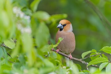 A male hawfinch sits on a twig with green leaves. Beautuful closeup portrait of a hawfinch male. (Coccothraustes coccothraustes) Wildlife scene from nature.