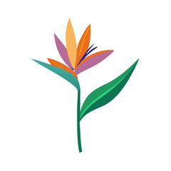 Isolated Bird of Paradise Flower Illustration on Black