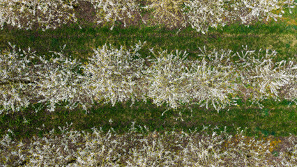 Young Fruit Trees in orchard during April: Fruit Cultivation, Flowering Periods, Frost Resistance,...