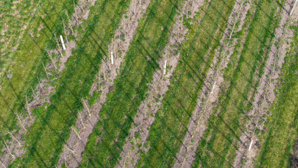 Young Fruit Trees in orchard during April: Fruit Cultivation, Flowering Periods, Frost Resistance,...