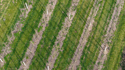 Young Fruit Trees in orchard during April: Fruit Cultivation, Flowering Periods, Frost Resistance,...