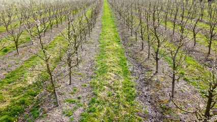 Young Fruit Trees in orchard during April: Fruit Cultivation, Flowering Periods, Frost Resistance,...