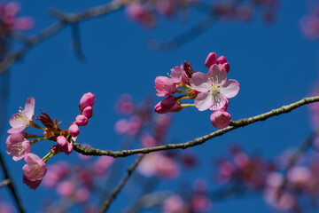 Sargent's cherry or North Japanese hill cherry (Prunus sargentii) flowers on a twig close-up	
