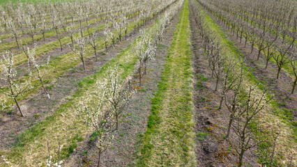 Young Fruit Trees in orchard during April: Fruit Cultivation, Flowering Periods, Frost Resistance,...