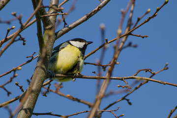 great tit perching on a tree twig close-up