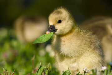 gosling of greylag goose is holding a green leaf close-up