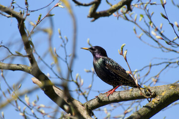 common starling perching on the twig on a sunny spring day close-up
