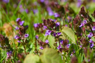 purple flower in the green grass close-up