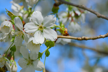 white cherry flower on a tree branch close-up