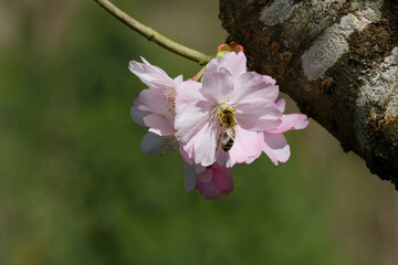 a bee is collecting pollen on Spire cherry flower close-up
