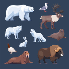 A variety of Arctic animals, including polar bear, Arctic fox, muskox, harp seal, and more. Vector Illustration
