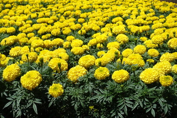 Numberless yellow flowers of Tagetes erecta in July