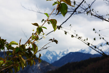 Blossoming branch frames distant snow-capped mountains near Hechtsee