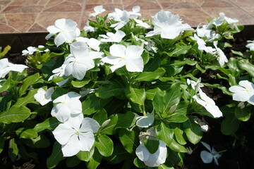 Flowerbed with white Catharanthus roseus in July