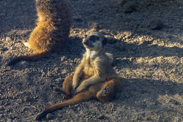 A cute Meerkat sitting  on the ground with a relaxed pose under the sun at the Tiergarten Sch&ouml;nbrunn Zoo in Vienna, Austria. The animal appears calm and contemplative, surrounded by natural earth