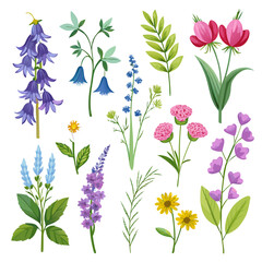Assorted Watercolor Wildflower Clipart Collection, Botanical Illustration