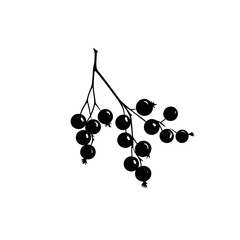 Silhouette of berry branch in black on white background