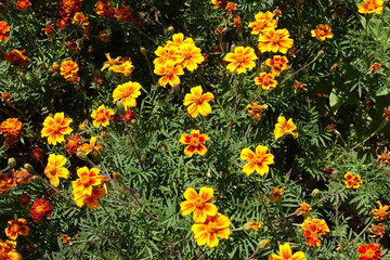 Vibrant yellow and red flowers of Tagetes patula in August
