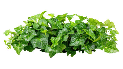 Obraz premium Fresh Spinach Leaves Vibrant Green Vegetables for Healthy Recipes and Food Photography