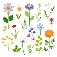 Colorful Vector Flower Set Isolated on White Background