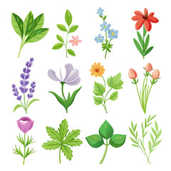 Beautiful Floral Clipart Set: Flowers, Leaves, and Stems