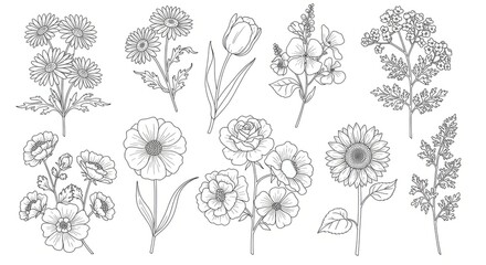 Floral Botanical Illustrations Dotted Line Art Designs