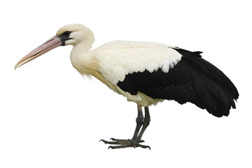 Obraz premium Stork Bird Stands Gracefully, White & Black