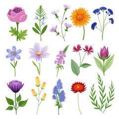 Beautiful Floral Collection Illustration with Different Flower Types