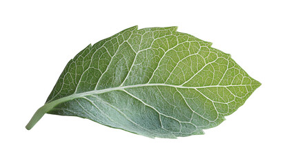 Obraz premium Vibrant green leaf nature botanical outdoors natural beauty. Isolated on transparent background, png.