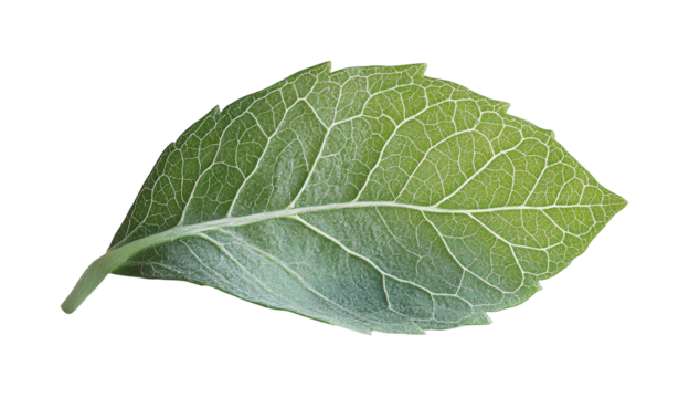 Vibrant green leaf nature botanical outdoors natural beauty. Isolated on transparent background, png.