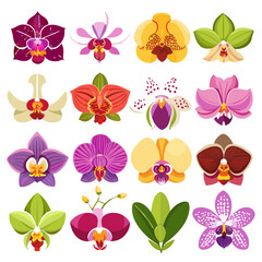 Variety of orchids, tropical flower collection vector illustration