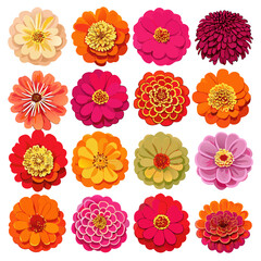 Colorful Zinnia Flower Set, Vector Illustration, Bright Designs