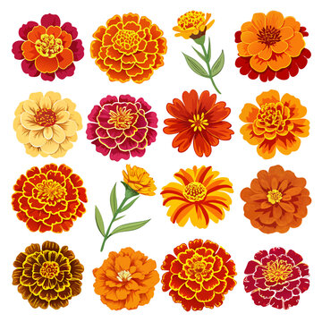 Variety of marigold flower illustrations on a white background