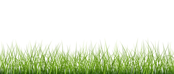 Fototapeta premium Beautiful realistic lush green grass vector on white background.
