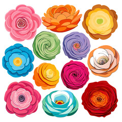 Colorful Ranunculus Flower Isolated Illustration on White Background