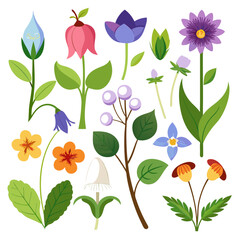 Botanical flat vector icons of wildflowers and berries