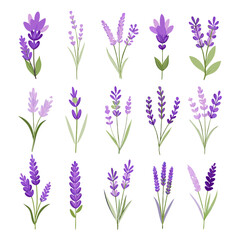 Fototapeta premium Lavender flower set of bouquets and sprigs vector