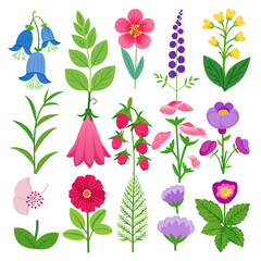Collection of colorful vector wildflowers and foliage illustration