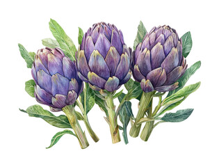 Fototapeta premium Harvesting artichokes a botanical of three fresh vegetables. Isolated on transparent background, png.