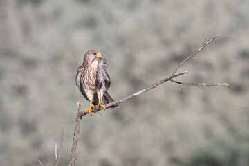 Common Kestrel with mouse