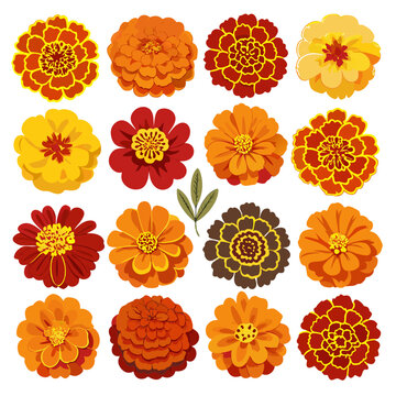 Marigold flower vector set, autumn flowers collection illustration